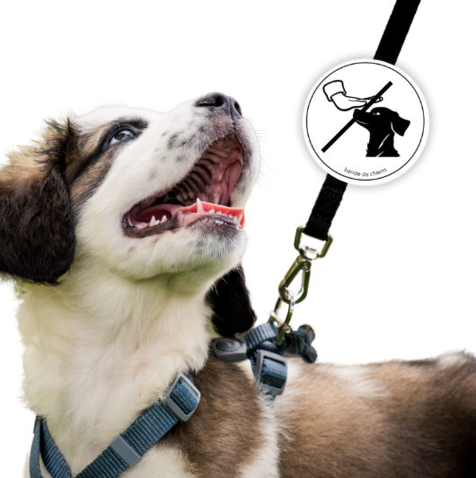 Pour vos chiens