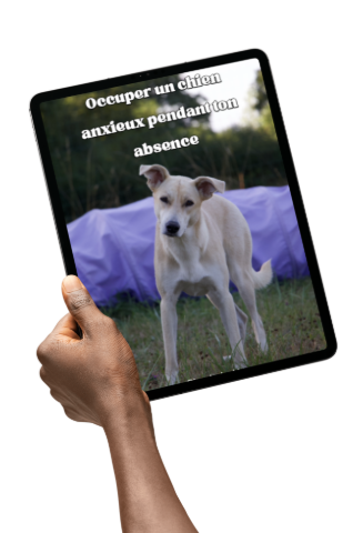 Occuper un chien anxieux pendant ton absence